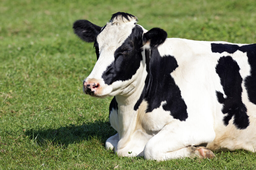 Incidente sul lavoro: operaio attaccato da una mucca